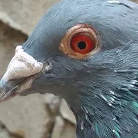 کفتر مسافتی درجه ا نژاد جان آردن|پرنده|کازرون, |دیوار