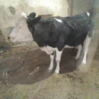 گاوسیمیتال جوان