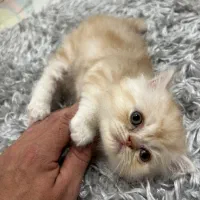 بریتیش لانگ هیر