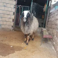 قوچ|حیوانات مزرعه|گیلان غرب, |دیوار