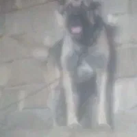 سگ سرابی از جنسه پله|سگ|میانه, |دیوار