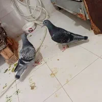 جوجه هیچ پر