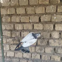 کله دم سبز دم دوشاخ|پرنده|خمینی‌شهر, |دیوار