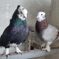 کبوتر کاکلی پاچکمه