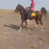 اسب نریون عرب پرخون