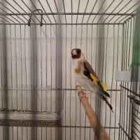 جفت سهره نر و ماده