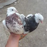 ۱۰ تا طوقی کاکلی
