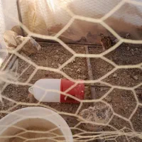 دوجفت بلدرجین|پرنده|شاهرود, |دیوار