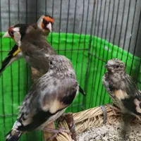 فروش  عروسک های زیبا