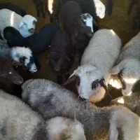 میش|حیوانات مزرعه|بروجن, |دیوار