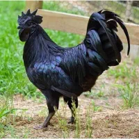 مرغ ایام سمانی اندونزی