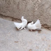 کبوتر نمایشی