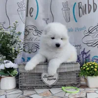 سامویید|سگ|تهران, شهرک آزمایش|دیوار