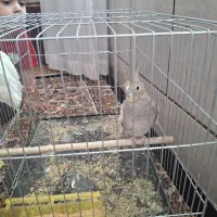 عروس هلندی