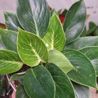 تخفیف گل و گیاه به مناسبت روز مادر