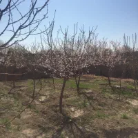 فروش-باغ-600-متری