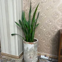 گل و گلدان|گل و گیاه طبیعی|کرج, عظیمیه|دیوار