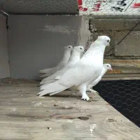 کبوتر ان پرشی|پرنده|نقده, |دیوار