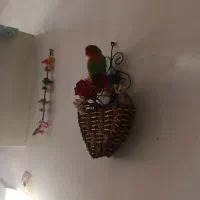 طوطی برزیلی گمشده