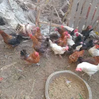 مرغ تخم گذار