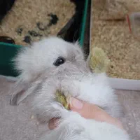 خرگوش مینی لوپ|موش و خرگوش|تهران, یافت آباد جنوبی|دیوار