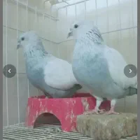 کفتر بهبونی ذات دار درجه ۱ بزن