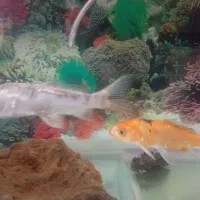 آکواریوم . ماهی . پمپ آب ماسه|ماهی|اصفهان, جلالیه|دیوار