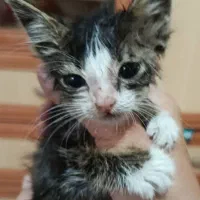 واگذاری رایگان گربه