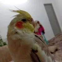 عروس هلندی|پرنده|زرندیه, |دیوار