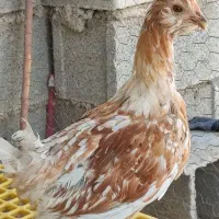 تخم مرغ گلین و تخم بوقلمون|حیوانات مزرعه|شیراز, درکی|دیوار