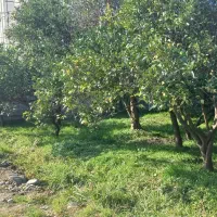 زمین-1000متر-بر-اصلی-مسکونی-برای-آپارتمان