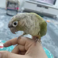 طوطی گرینچیک دستی