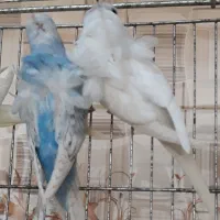 فروش مرغ عشق پروانه ای