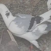 کفتر صید قلدر