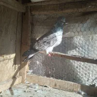 کبوتر.|پرنده|قم, شهرک طالقانی|دیوار