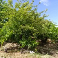 باغ و باغچه/لوکیشن سرسبز و دنج/مناسب ساخت