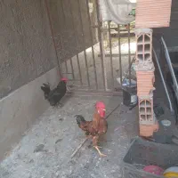 دو تا خروس فروشی