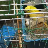 عشق هلندی یه جفت هلندی با ۴ تخم مرغ