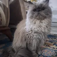 گربه هیمالین نر