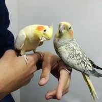 عروس هلندی دستی