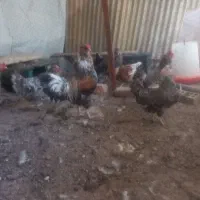 مرغ و خروس|حیوانات مزرعه|تاکستان, |دیوار