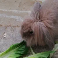 خرگوش|موش و خرگوش|شیراز, انجیر|دیوار