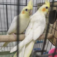 جوجه عروس هلندی