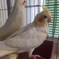 جوجه عروس هلندی دون خور ۲ماهه وسرلاکی۲۰روزه
