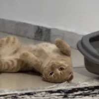 گربه اسکاتیش