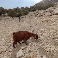 4راس بز با 4راس کهره|حیوانات مزرعه|یاسوج, |دیوار