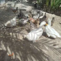 مرغ و خروس و غاز