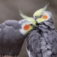 عروس هلندی پیدا کردم