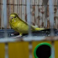 مرغ عشق ماده هلندی معاوضه با نر