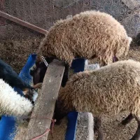 گوسفند افشاری و محلی بز